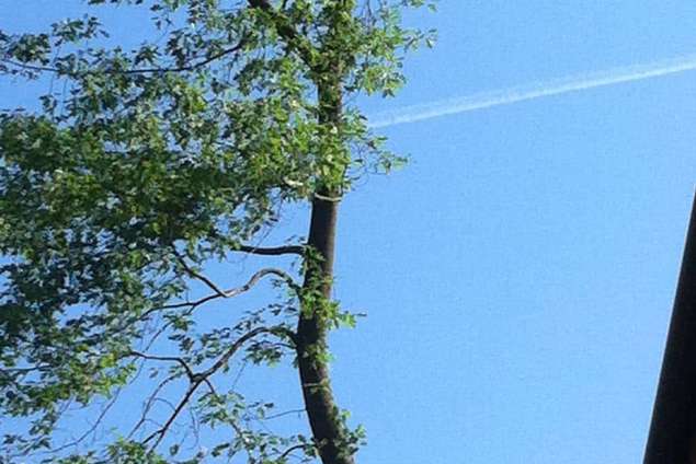 Bomen  verwijderen  Breda  boomstronk frezen stobben verwijderen
